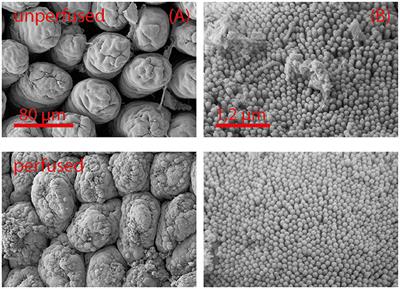 Anti-inflammatory Effects of Fungal Metabolites in Mouse Intestine as Revealed by In vitro Models